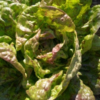 LAITUE speckled amish butterhead.jpg