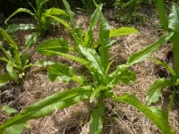 LAITUE yu mai tsai-2.jpg