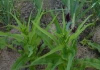 LAITUE yu mai tsai.jpg