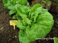 Laitue dété de Pologne.jpg