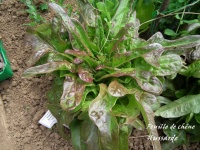 Laitue feuille de chêne HUSSARDE.jpg