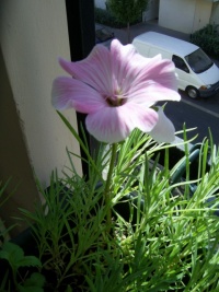 Lavatère silver cup.jpg