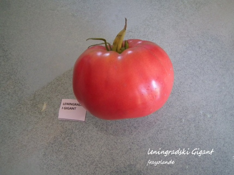 Fichier:Leningradski Big.jpg