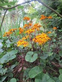 Ligularia -Othello-.jpg