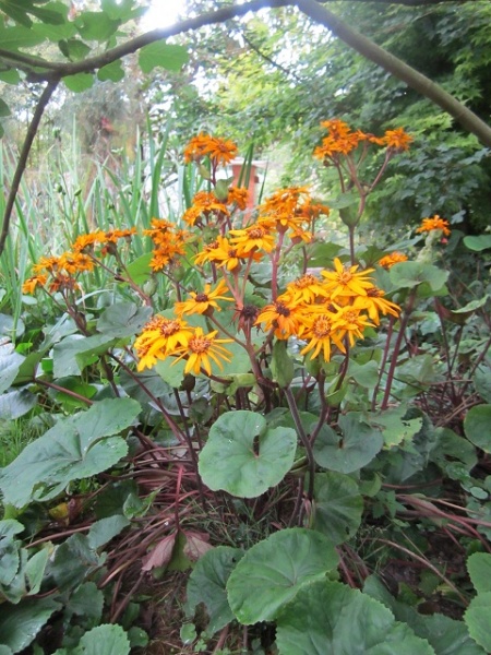 Fichier:Ligularia -Othello-.jpg