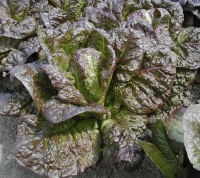 Little Leprechaun-1.jpg