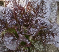 Little Leprechaun.jpg