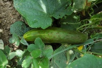 Long vert bedfortshire-1.jpg