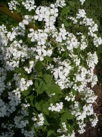 Lunaire annuelle blanche.jpg