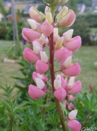 Lupin-1.jpg
