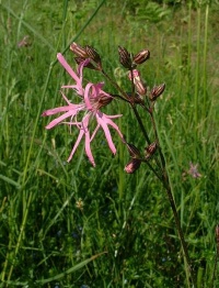 Lychnis fleur de coucou.jpg