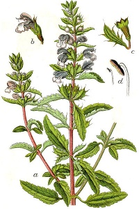 Mélisse de moldavie.jpg