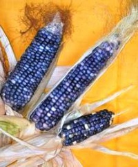 MAÏS Rio luccio bleu.jpg