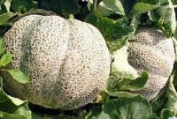 MELON aubin-1.jpg