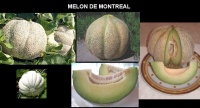 MELON aubin.jpg