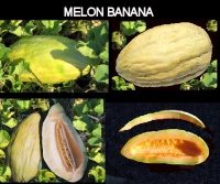 MELON banana.jpg
