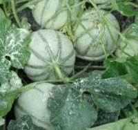 MELON charentais.jpg