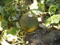 MELON collective farm woman.jpg