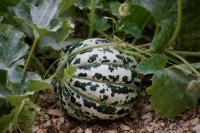 MELON de lunéville-1.jpg
