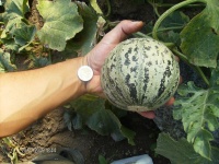 MELON de lunéville.jpg