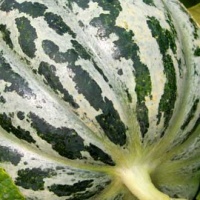 MELON de st memille-1.jpg
