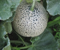 MELON irondequoit.jpg
