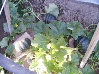 MELON noir des carmes-1.jpg