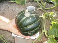 MELON noir des carmes.jpg