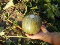 MELON petit gris de rennes.jpg