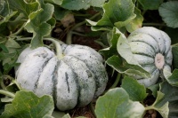 MELON prescott fond blanc.jpg