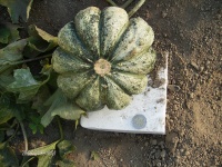 MELON prescott hâtif-1.jpg