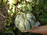 MELON prescott hâtif.jpg