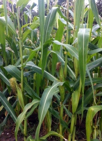 Maïs "Bleu des Hopis"-1.jpg