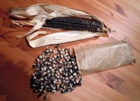 Maïs "Bleu des Hopis".jpg