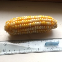 Maïs des Pyrénnées.jpg