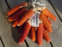 Maïs quarantain rouge.jpg