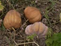 Magdalena big cheese.jpg