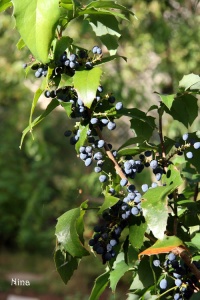 Mahonia à feuilles de houx-1.jpg