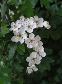 Majuelo, Crataegus monogyna-1.jpg