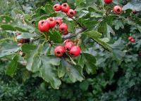 Majuelo, Crataegus monogyna-2.jpg
