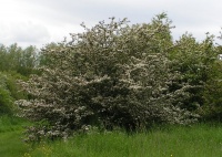 Majuelo, Crataegus monogyna.jpg