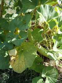 Massue d'Hercule-1.jpg