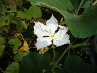 Massue d'Hercule.jpg