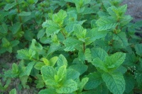 Menthe marocaine-1.jpg