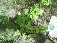 Menthe marocaine.jpg