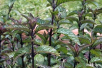 Menthe poivrée-1.jpg