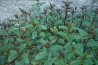 Menthe poivrée-2.jpg