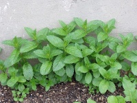 Menthe poivrée.jpg