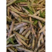 Michelet à rames.jpg