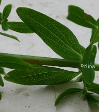 Millepertuis perforé-1.jpg